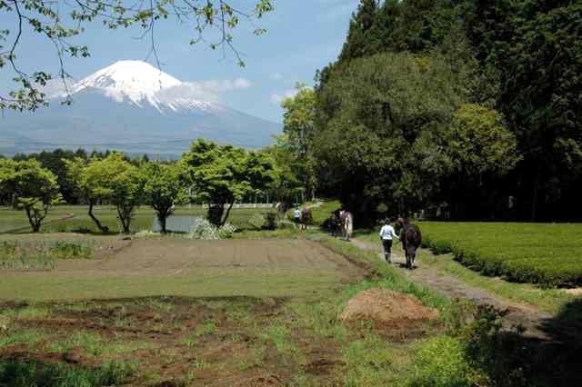 Horses & Mt Fuji Japan